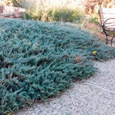 Blue Chip Creeping Juniper